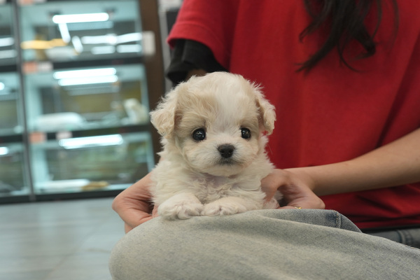 [푸들_여아_썬퍼피_17].jpg