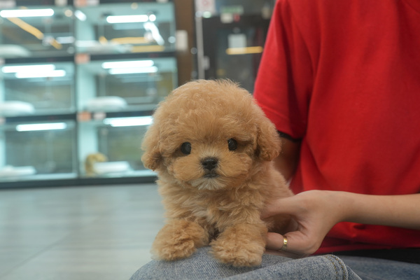 [푸들_남아_에스더_24].jpg