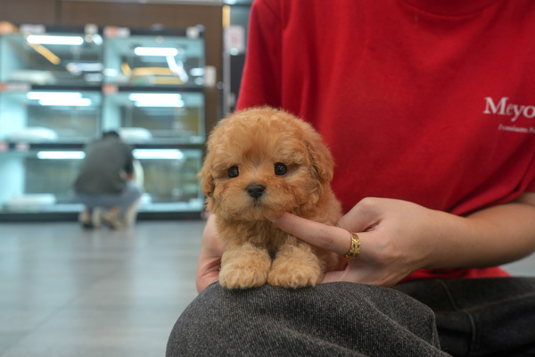[푸들_남아_기와집_11].jpg