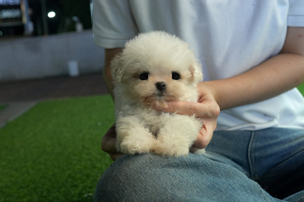 [비숑_남아_비숑코리아_18].jpg