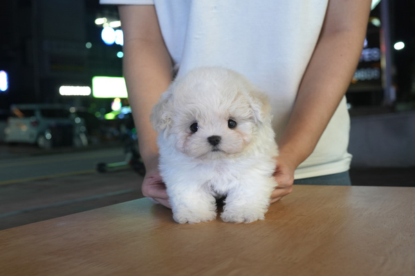 [비숑_남아_도담도담켄넬_26].jpg