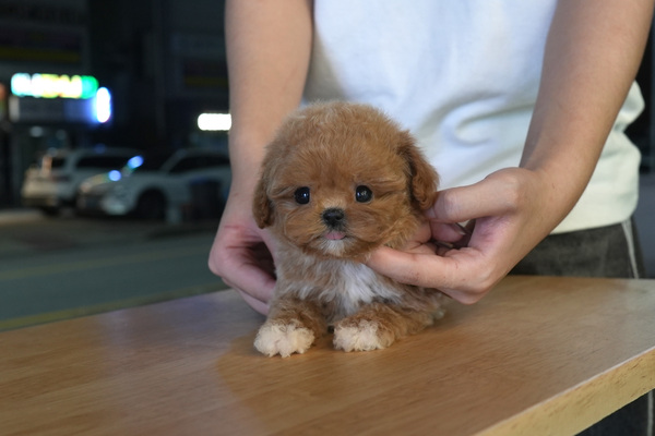 [말티푸_여아_루비_35].jpg