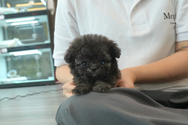 [푸들_남아_잠실나루_10].jpg
