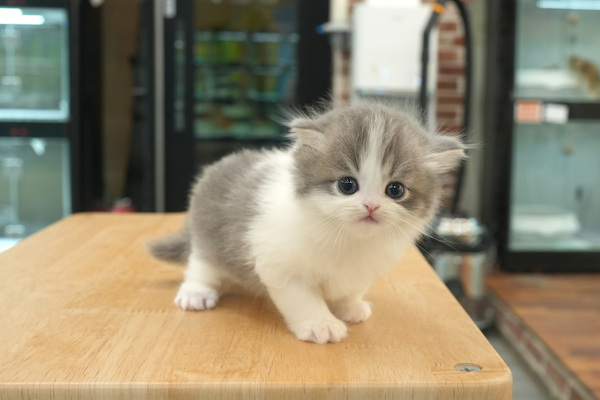 [브리티쉬롱_여아_냥이와양이_03].jpg