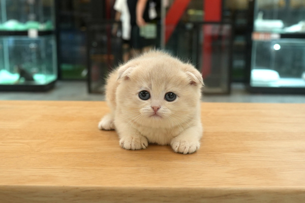 [폴드_여아_melody_01].jpg