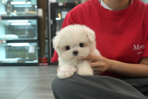 [말티푸_남아_로얄애견_3].jpg