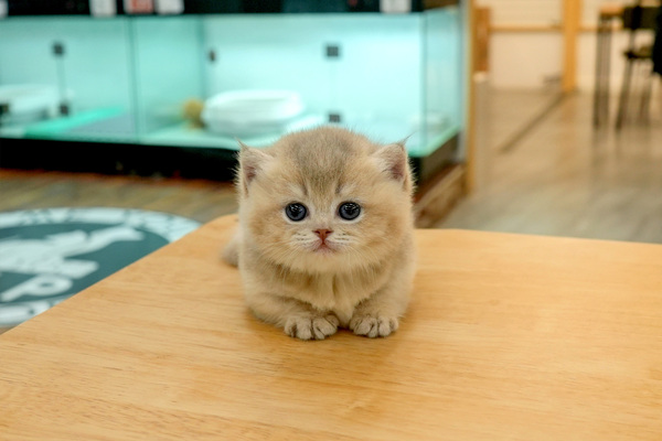 [먼치킨_남아_MELODY_150].jpg