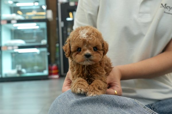 [푸들_남아_강영태_05].jpg