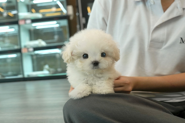 [비숑_남아_밀목애견_15].jpg