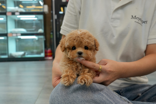 [푸들_남아_짱가농장_10].jpg