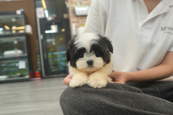 [말티푸_남아_히말라야_14].jpg