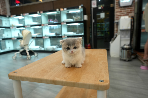 [먼치킨_남아_자매캣_08].jpg