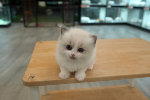 [랙돌_여아_포캣_24].jpg