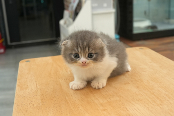 [폴드_남아_냥이와양이_08].jpg