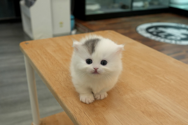[먼치킨_여아_냥이와양이_28].jpg